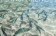 <em>Transparencias</em>, de Alberto Correa Mak