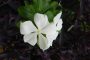 <em>La flor de la vicaria</em>