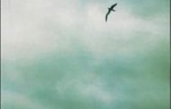 Damaris Calderón: un pájaro que sabe volar